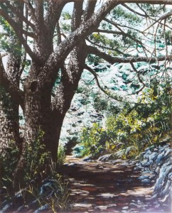 2015 06 06 Cedars of Lebanon 1 16x20